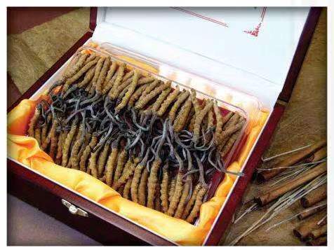 呼和浩特冬虫夏草回收